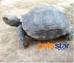 Manouria Emys Tortoise Info Manouria Emys Tortoise Info